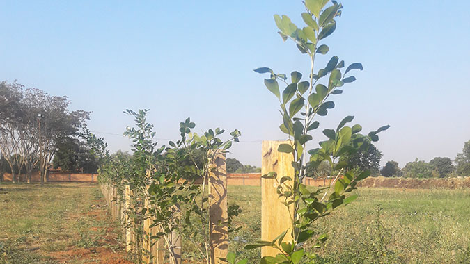 Programa de reforestación interna